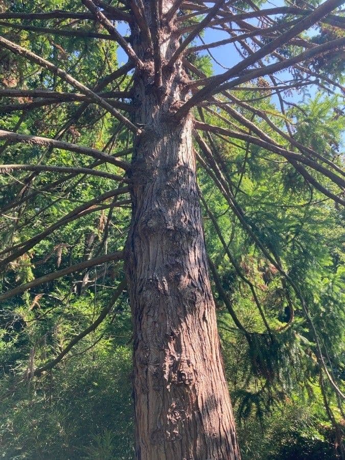 Cunninghamia 7