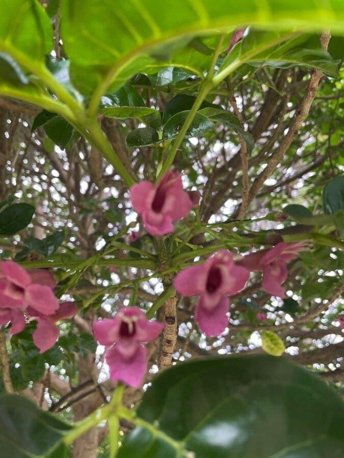 Vitex lucens 7