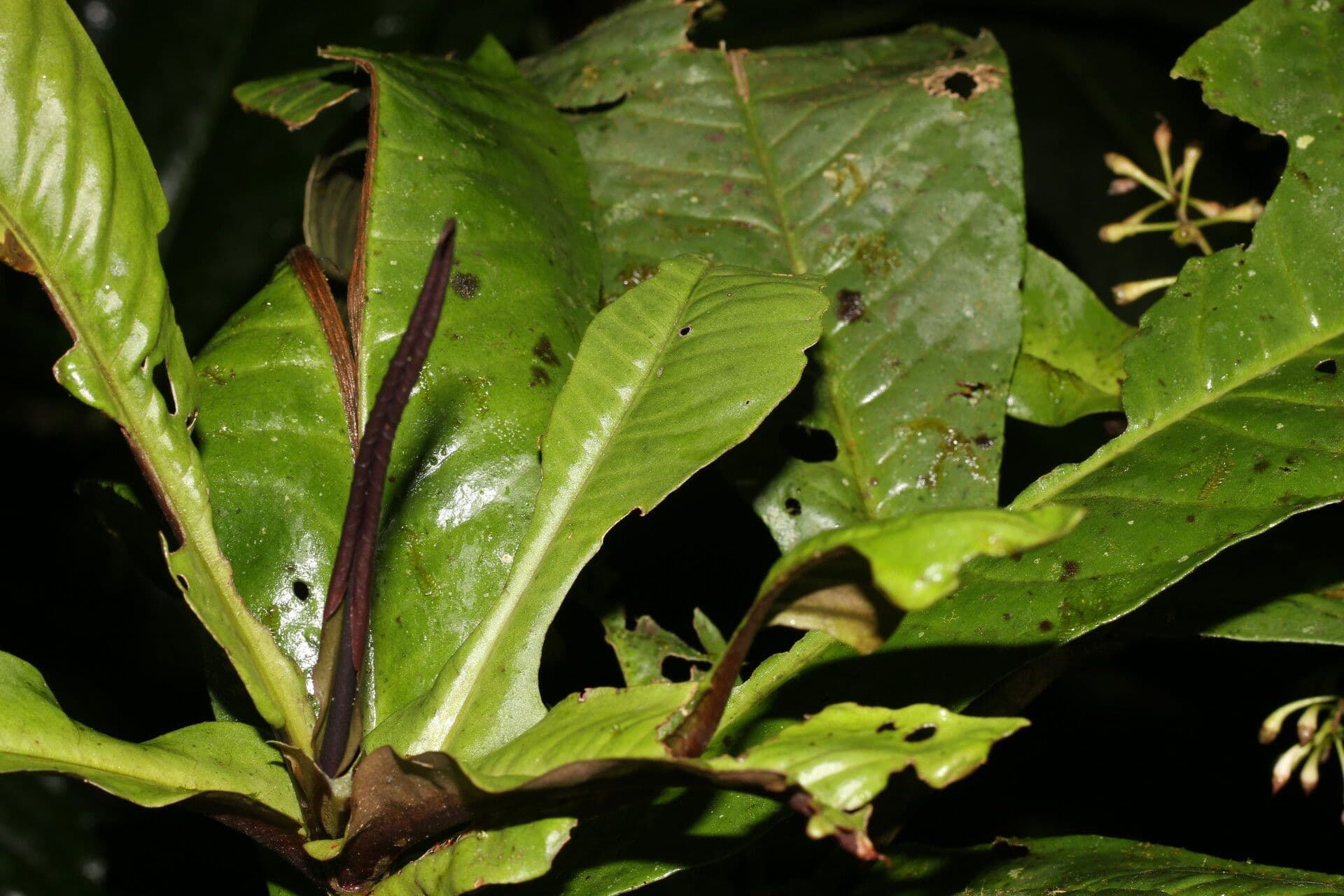 Ardisia 4