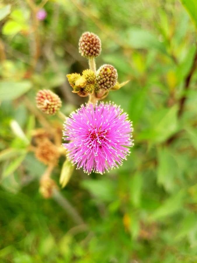 Mimosa quadrivalvis 3