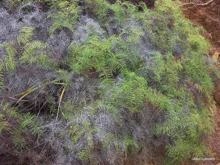 Gleichenia dicarpa 4