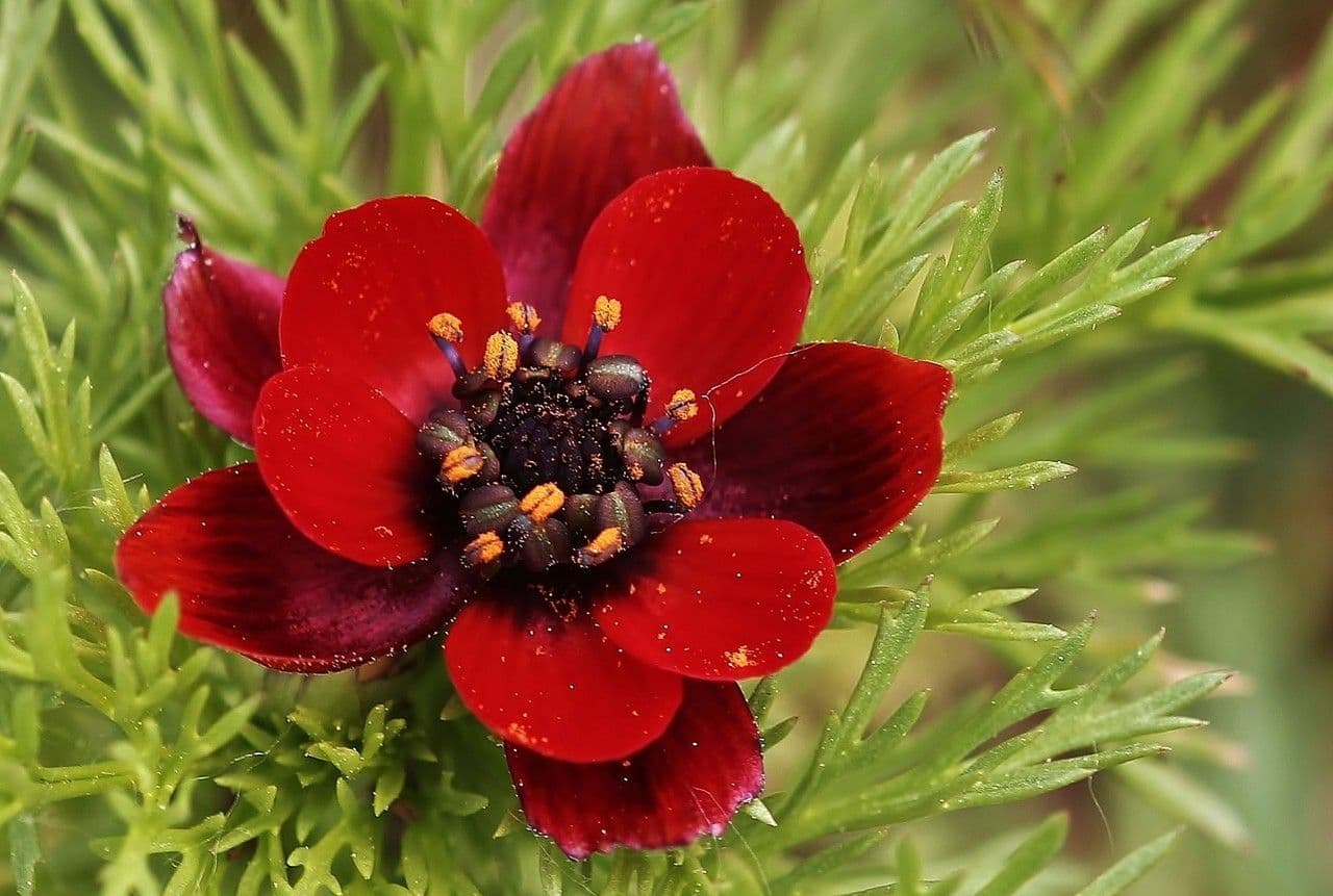 Adonis annuale 7
