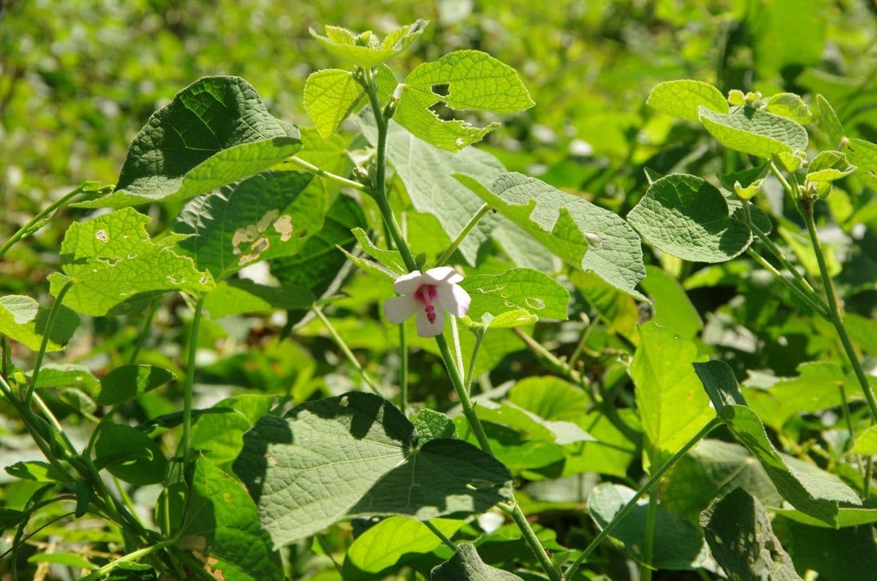 Urena lobata 14