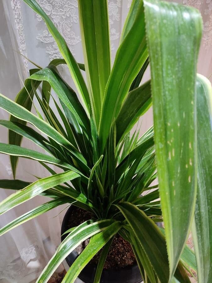 Pandanus tectorius 17