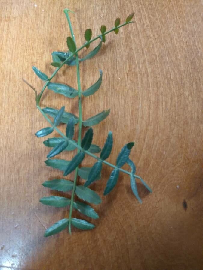 Schinus areira 6