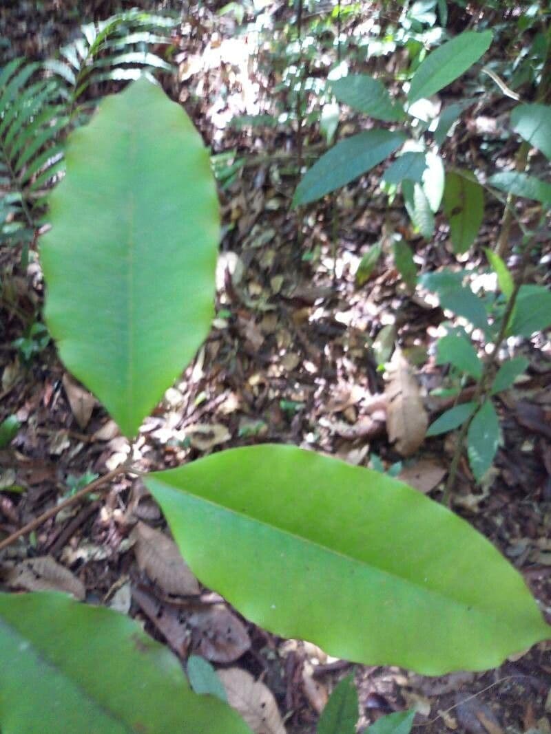 Eugenia 4