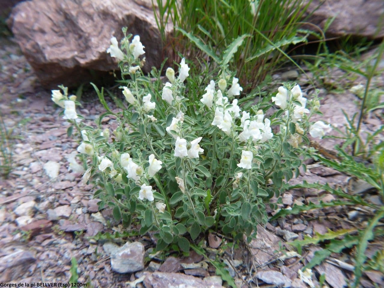 Antirrhinum molle 9