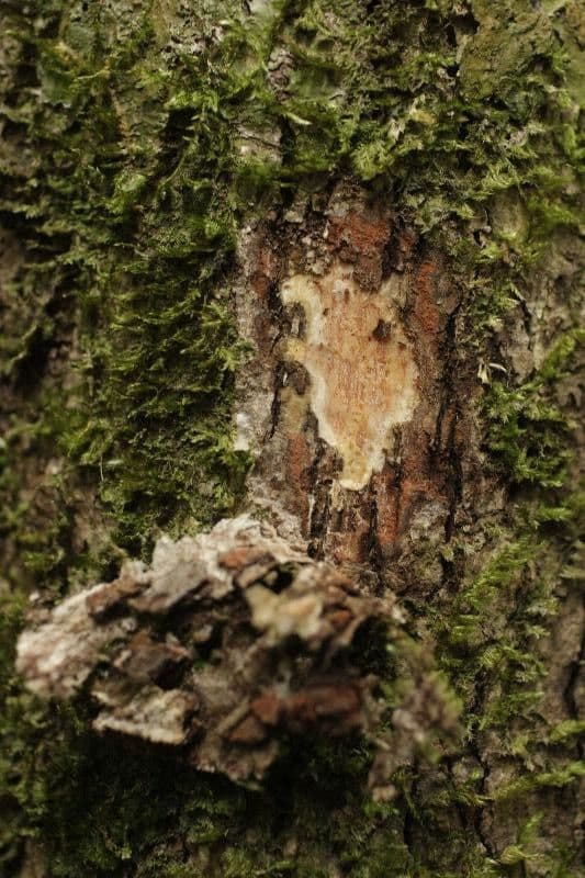 Goupia glabra 17