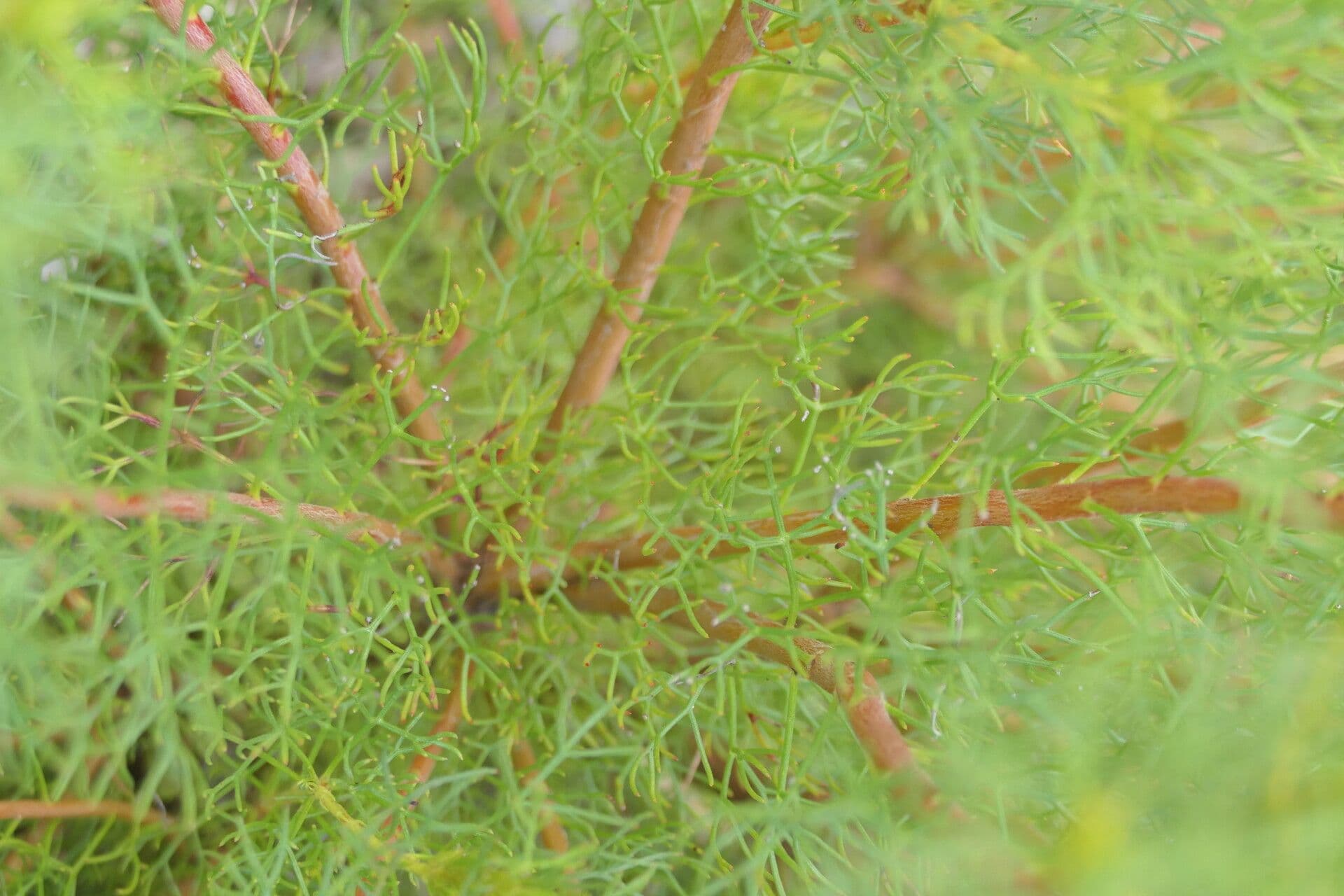 Serruria 2