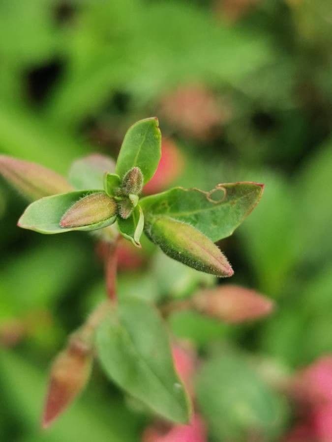 Clarkia 16