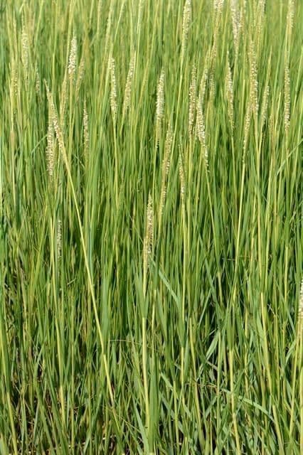 Smooth cordgrass 14