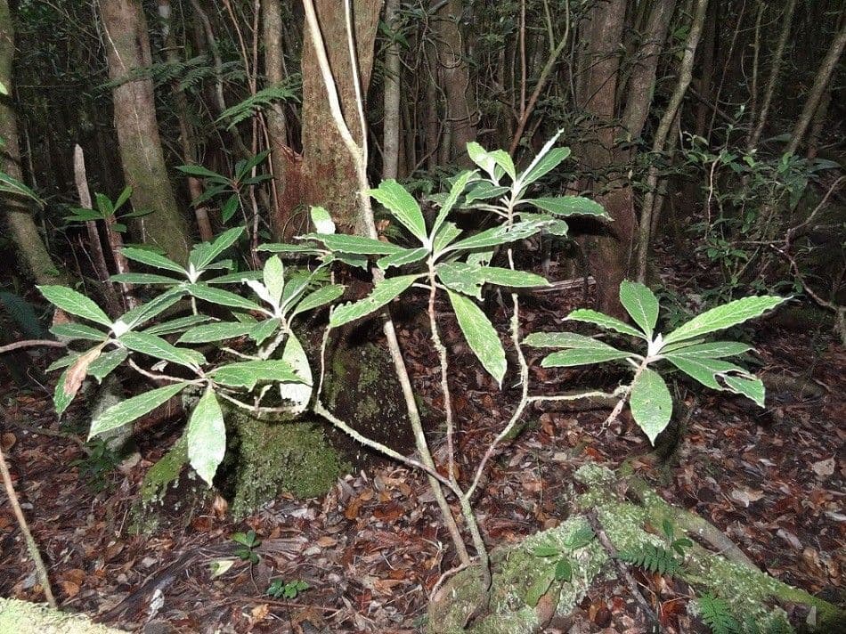 Psicotria peloscura 2