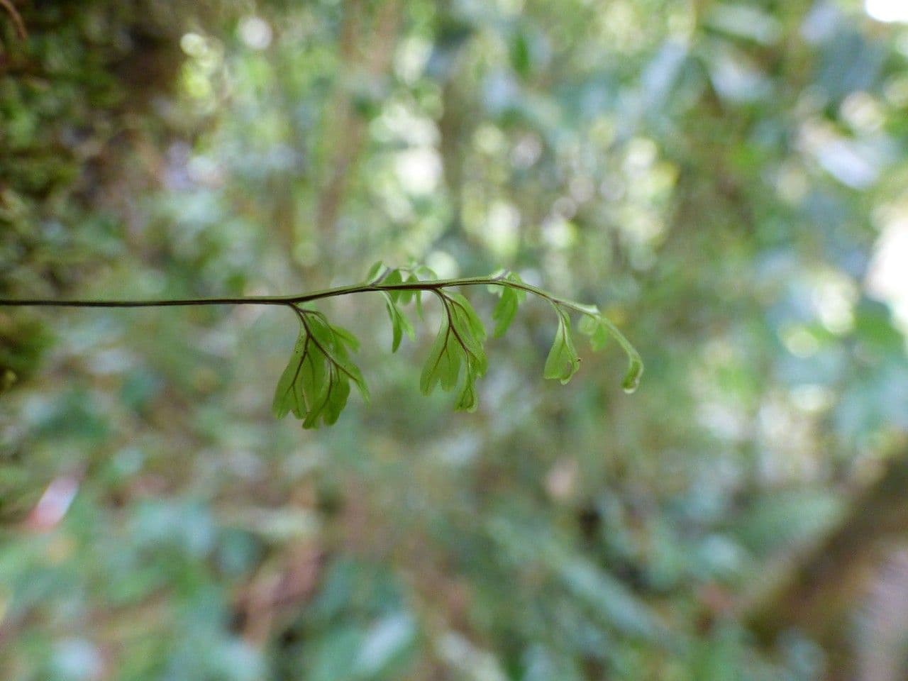 Hymenophyllum 6