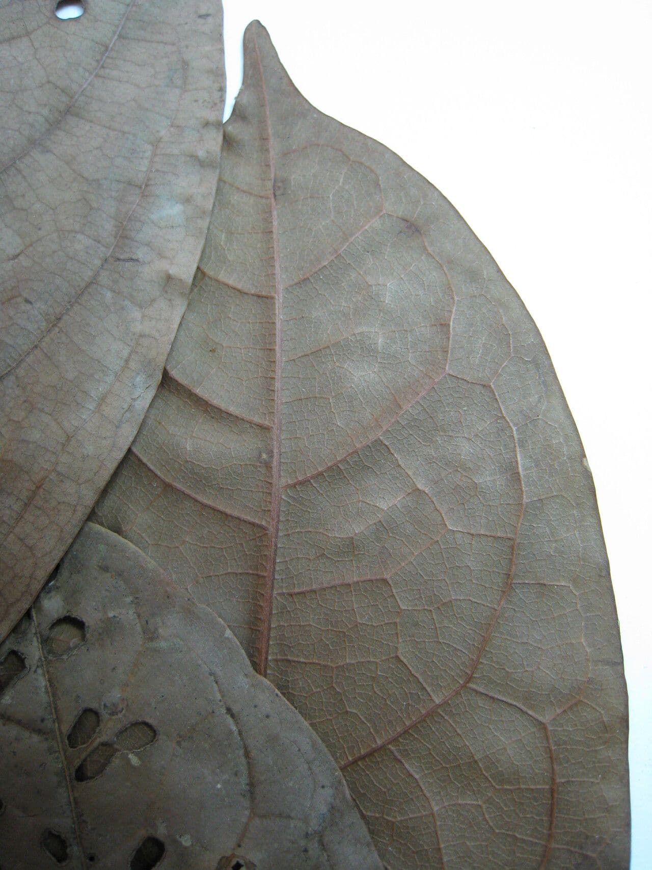 Ocotea 14