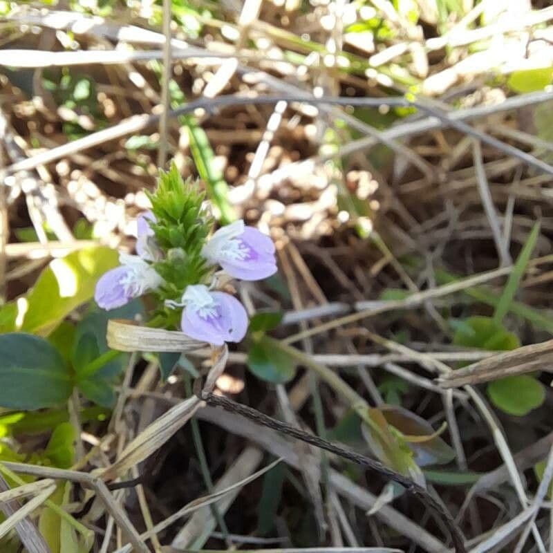 Justicia procumbens subsp. procumbens