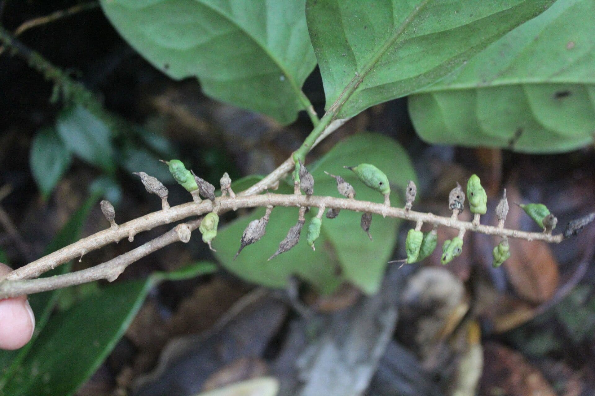 Arachnothryx buddlejovitý