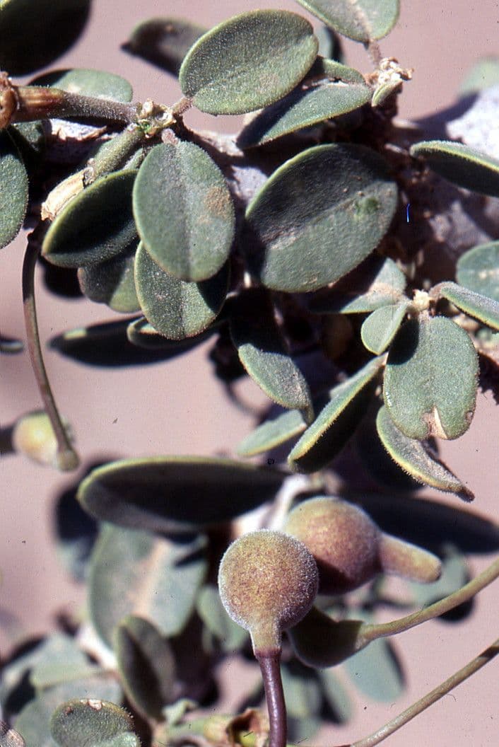 Dickblättrige Maerua 4