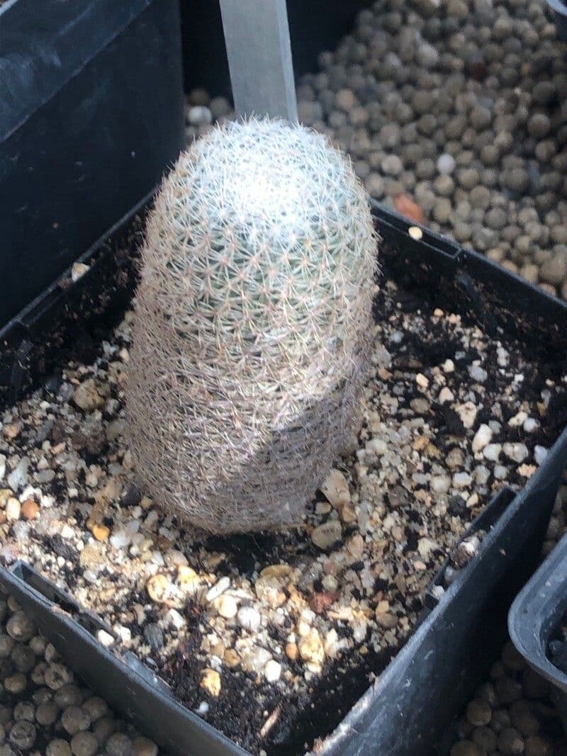Coryphantha di Werdermann