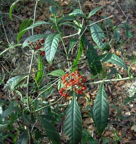 Psychotria nervosa 12