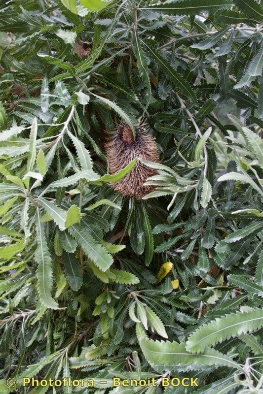 Banksia 24
