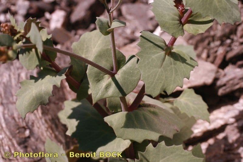 Senecio giallo 10