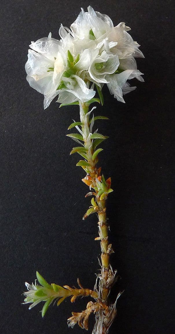 Paronychia capitata 25