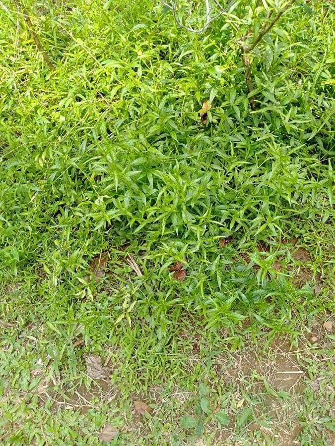 Andrographis paniculata 13