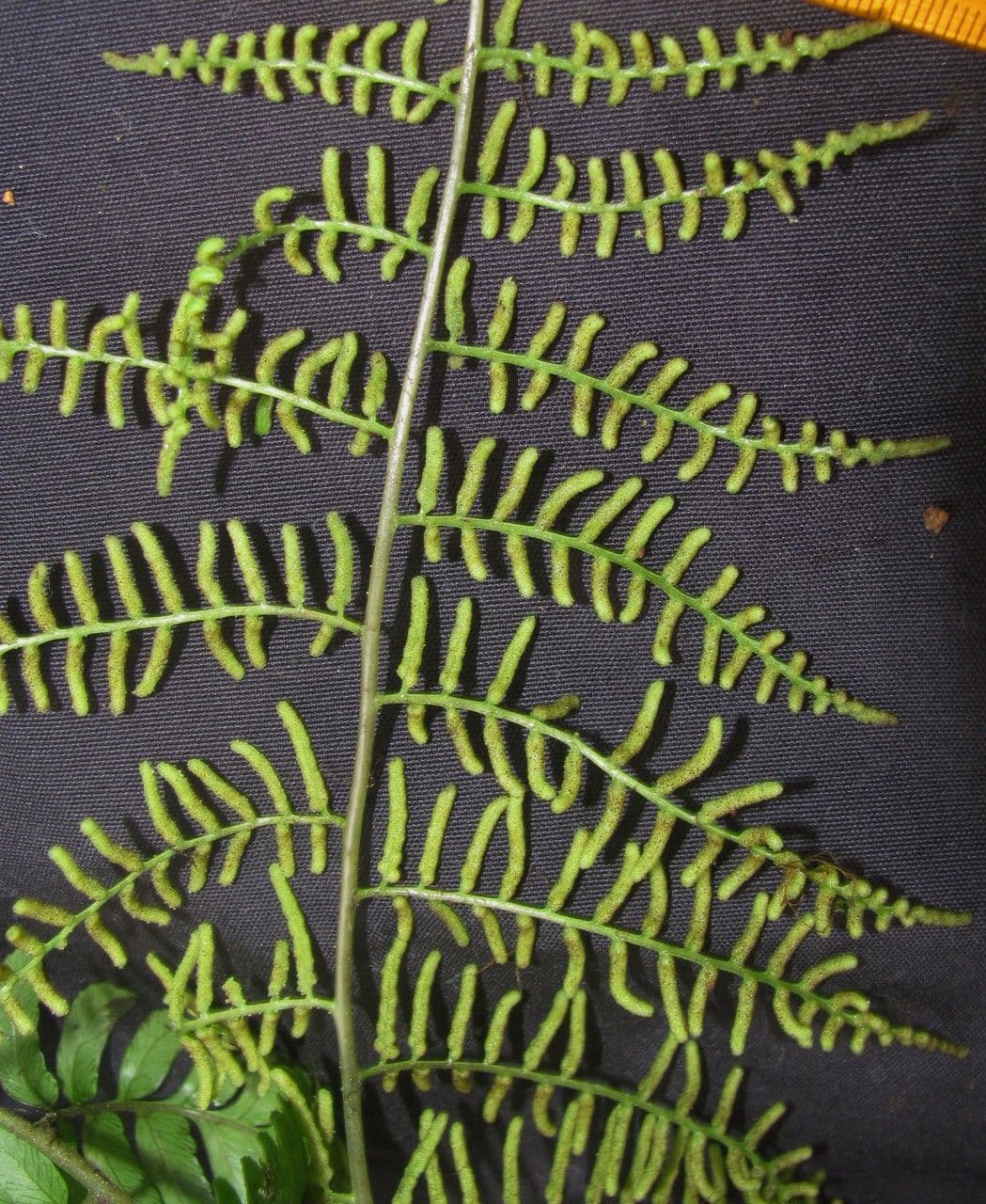 Polybotrya 4