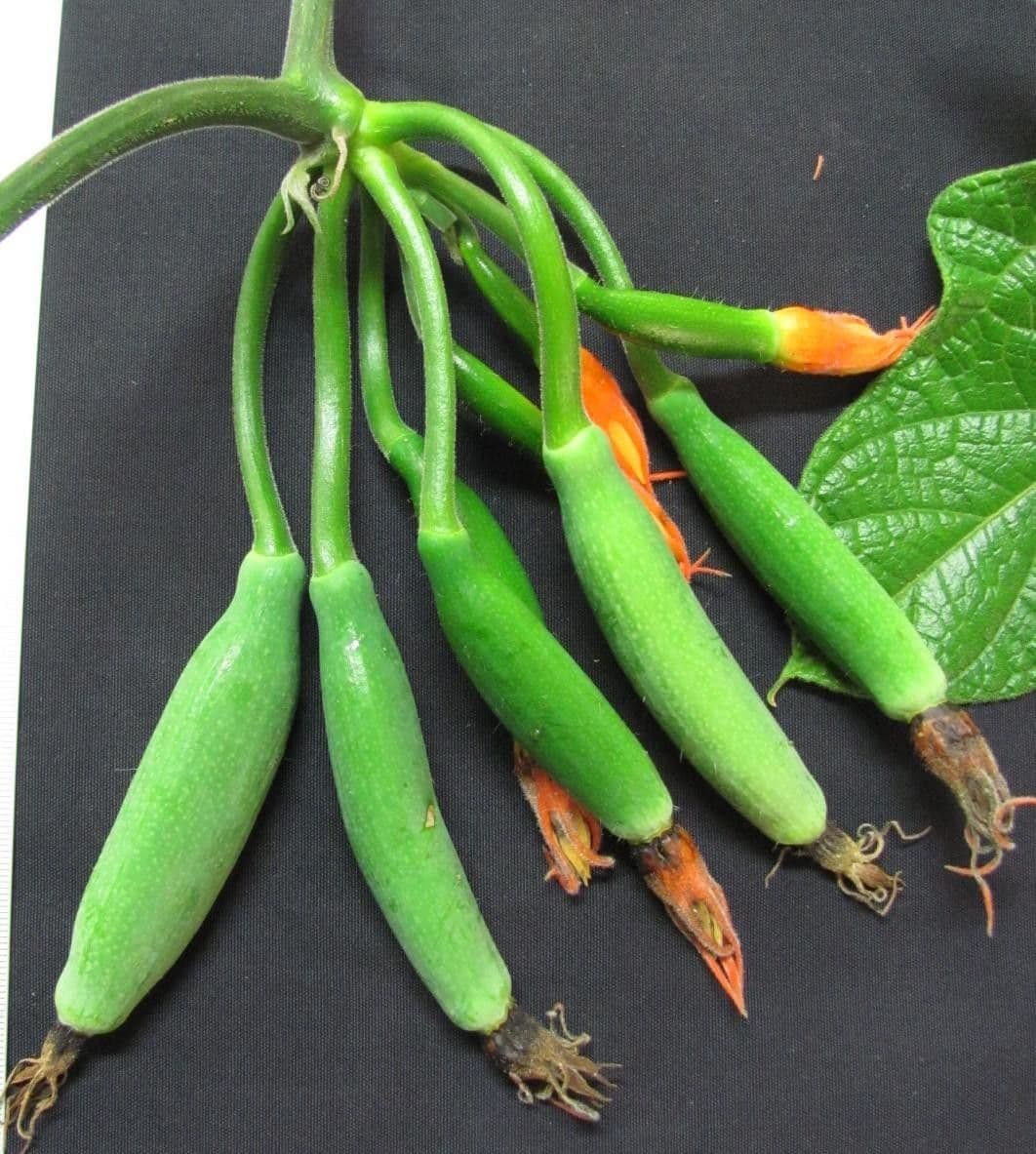 Cetriolo della giungla 4