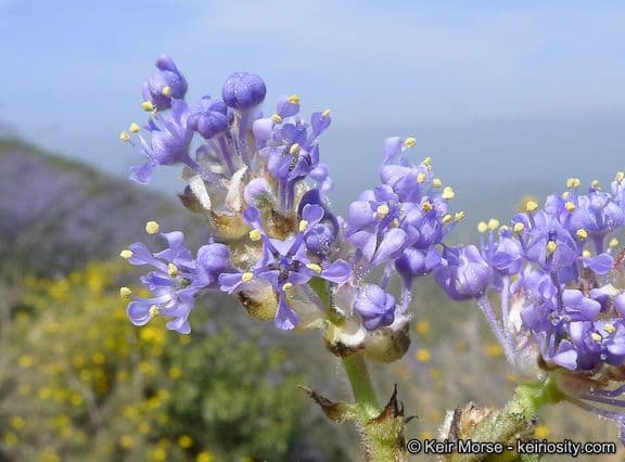 Behaarter Ceanothus 5
