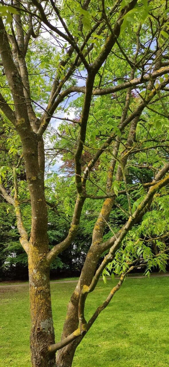 Platycarya strobilacea 11