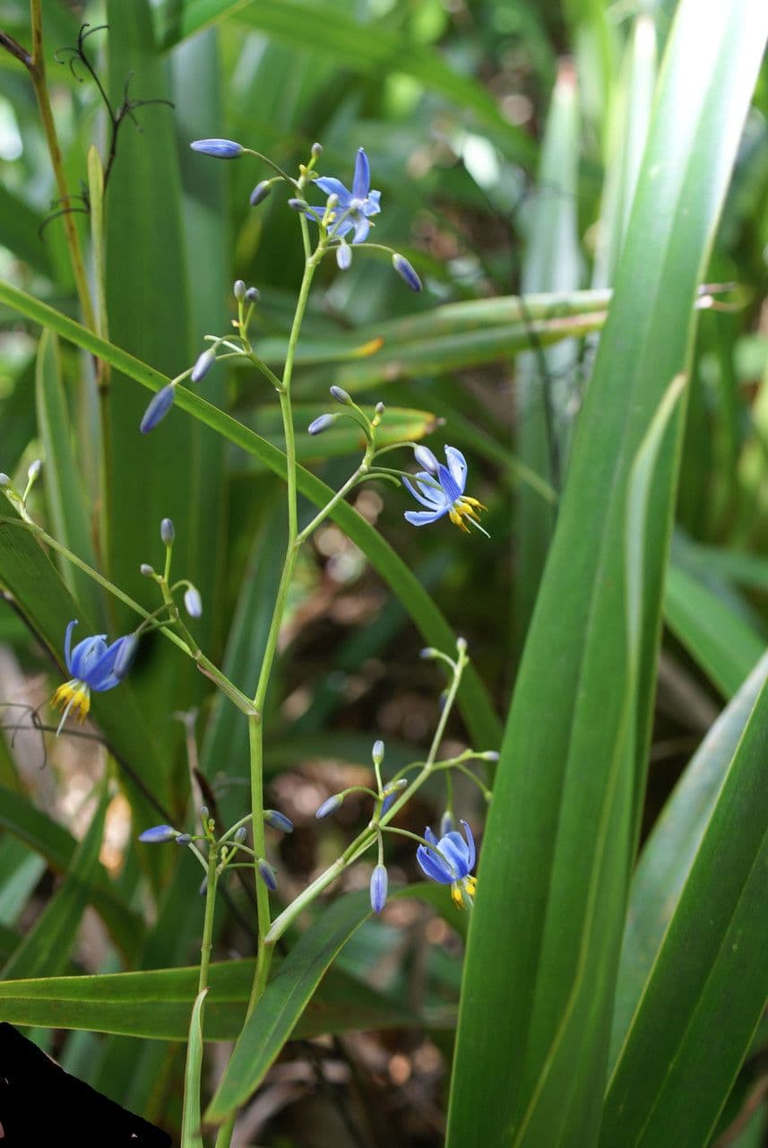 Dianella 9