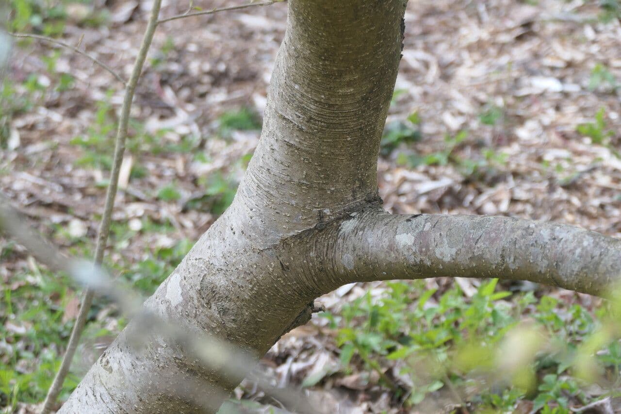 Jacquemonts Parrotiopsis 13