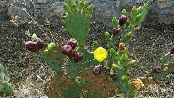 Erect prickly-pear 7