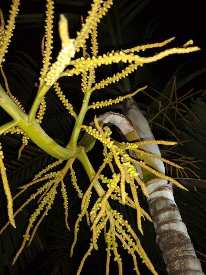 Areca dorée