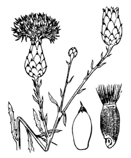 Mantisalca 28