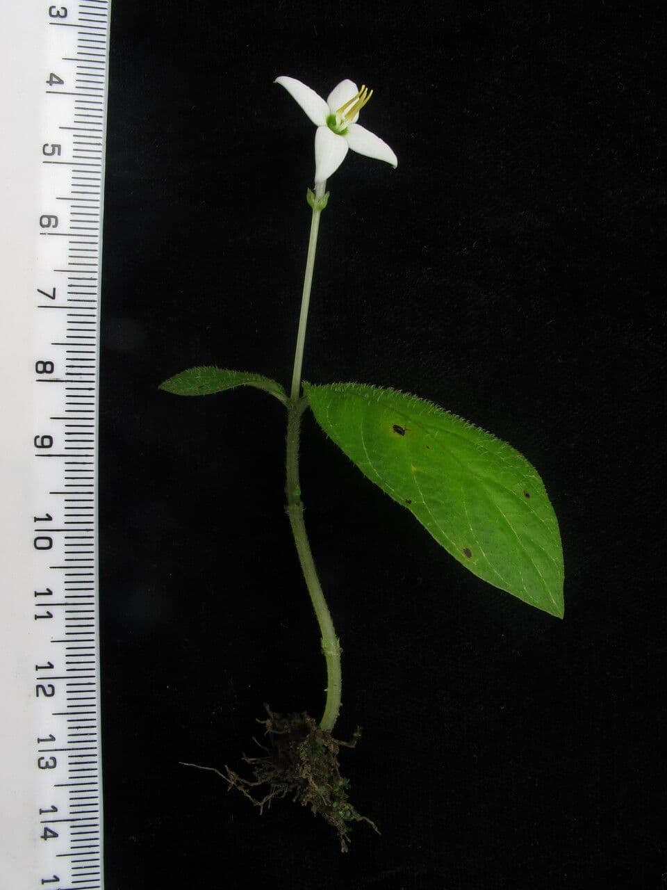 Argostemma 7