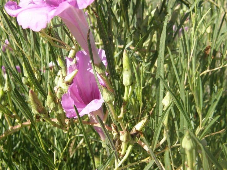 Ipomoea arbustiva 9
