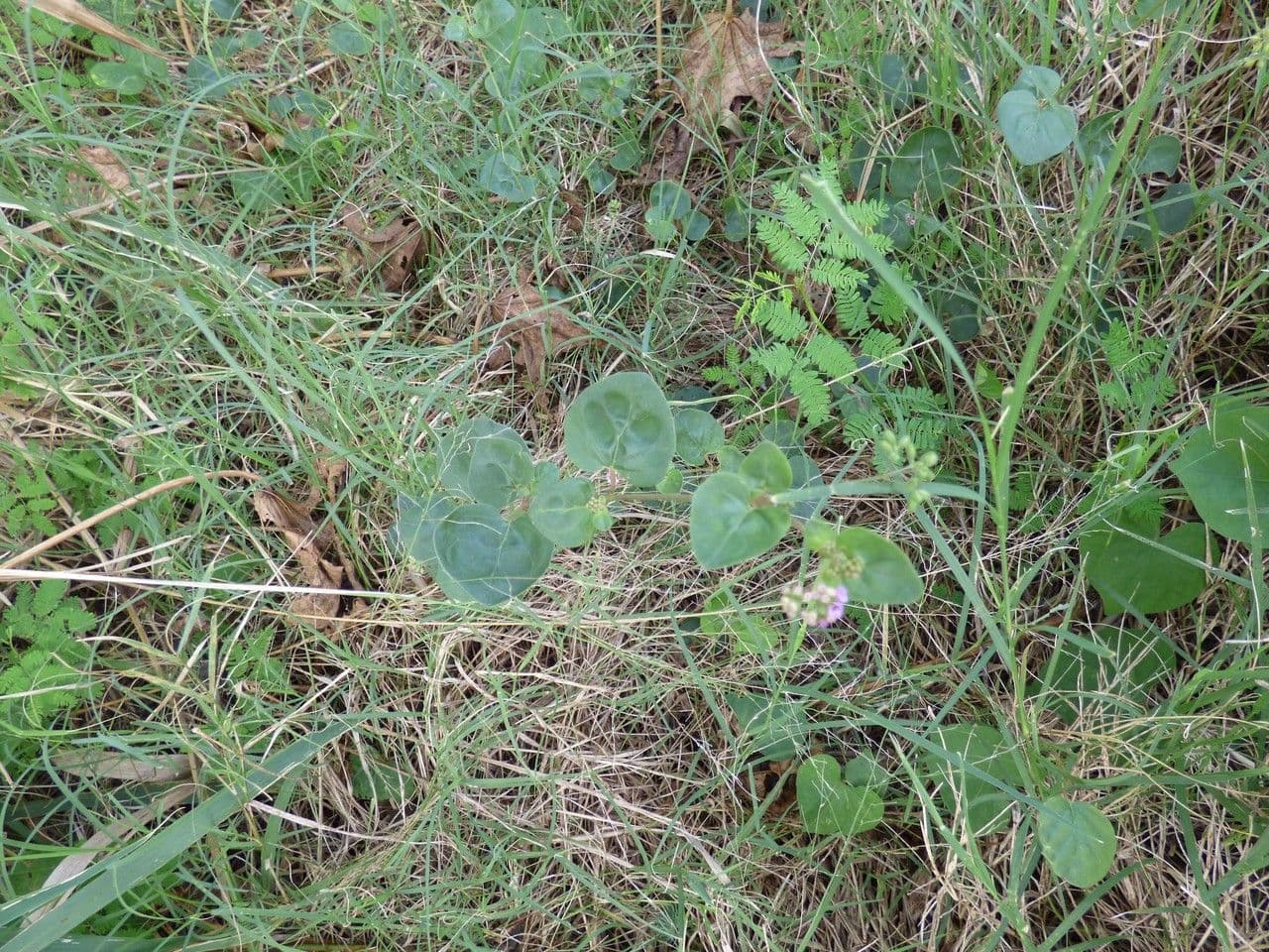 Boerhavia diffusa 14
