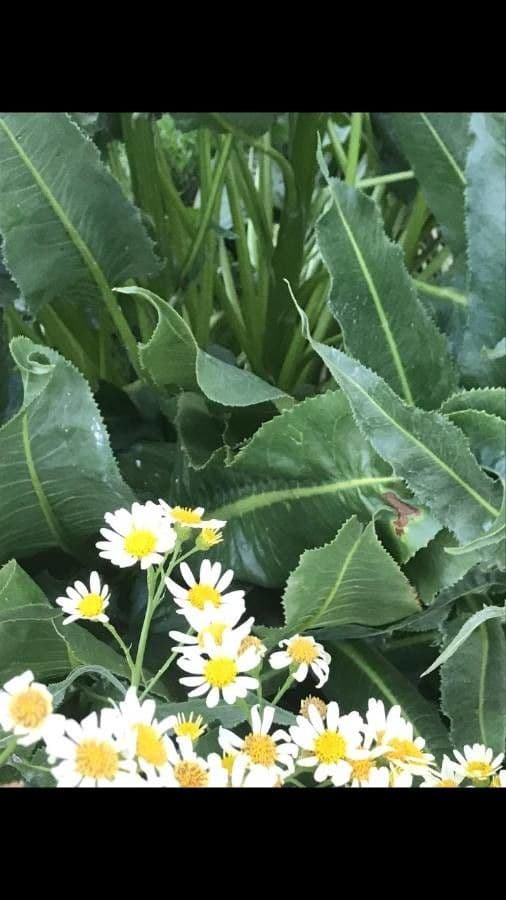 Sonnenblumen-Eselsohr 7