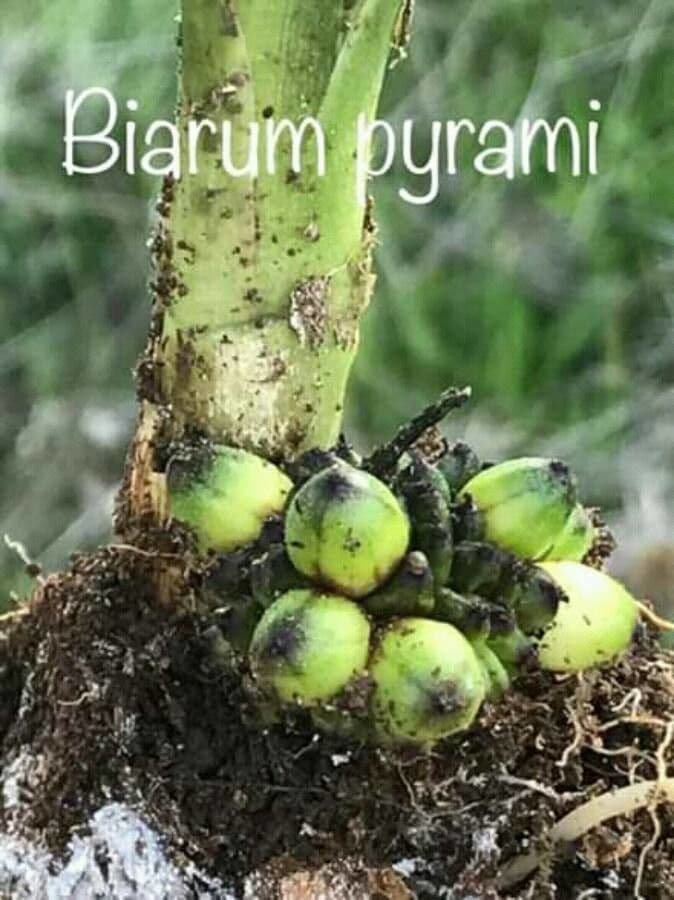 Biarum 4