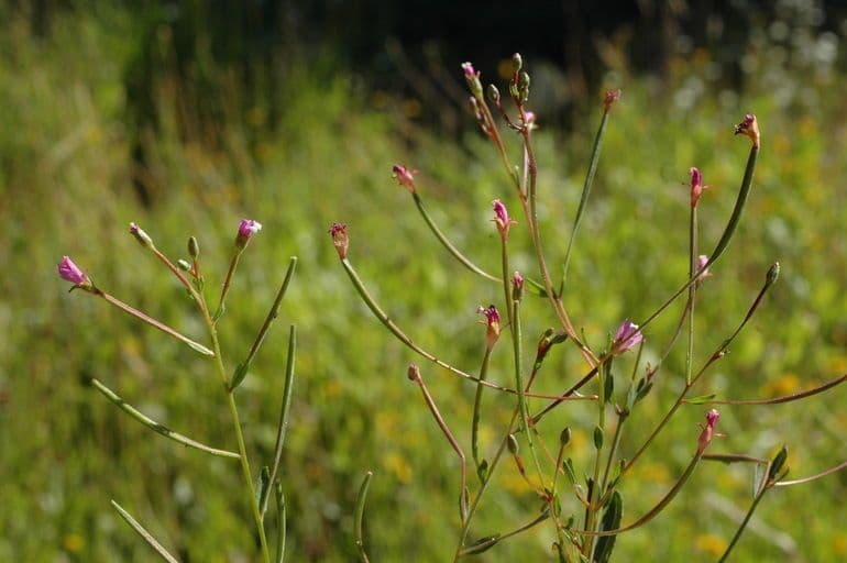Epilobio dell'Oregon 8