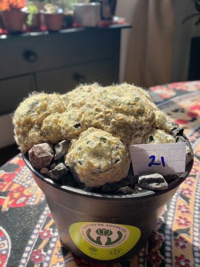 Mammillaria 7