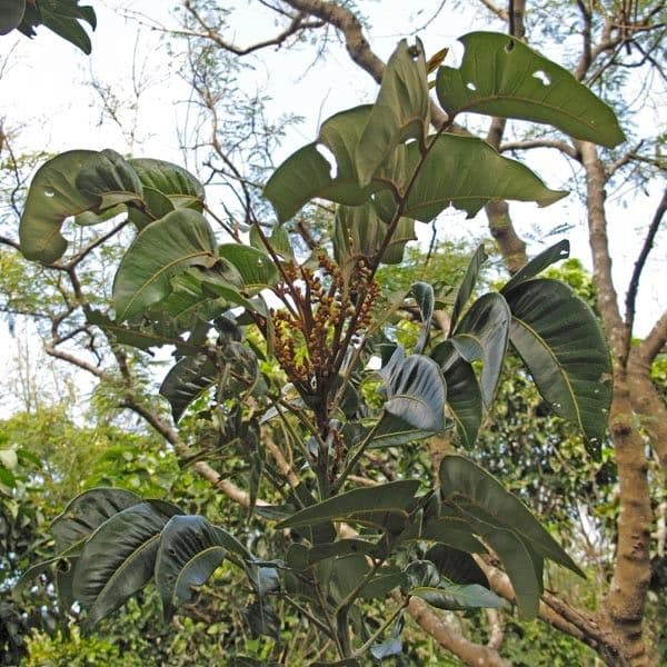 Podonephelium 13