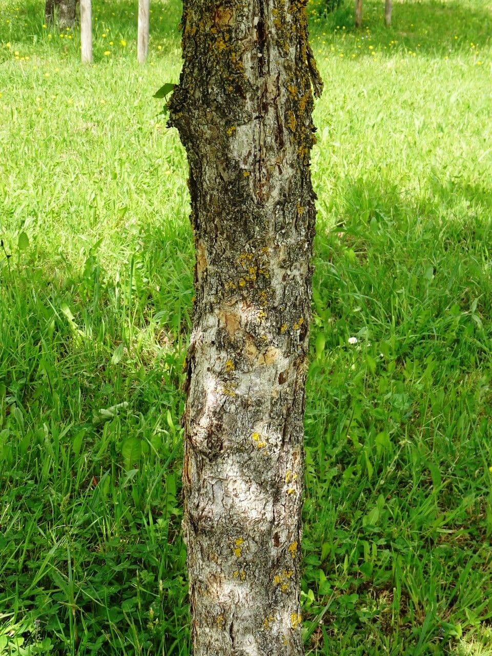 Baumhasel 23