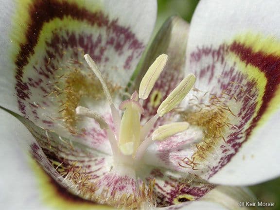 Calochortus superbo