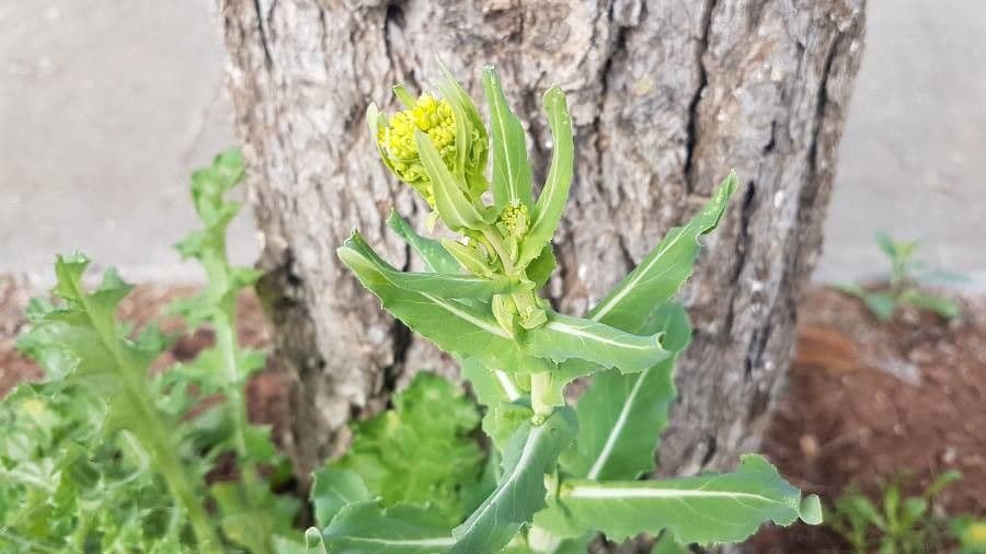 Myagrum perfoliatum 9