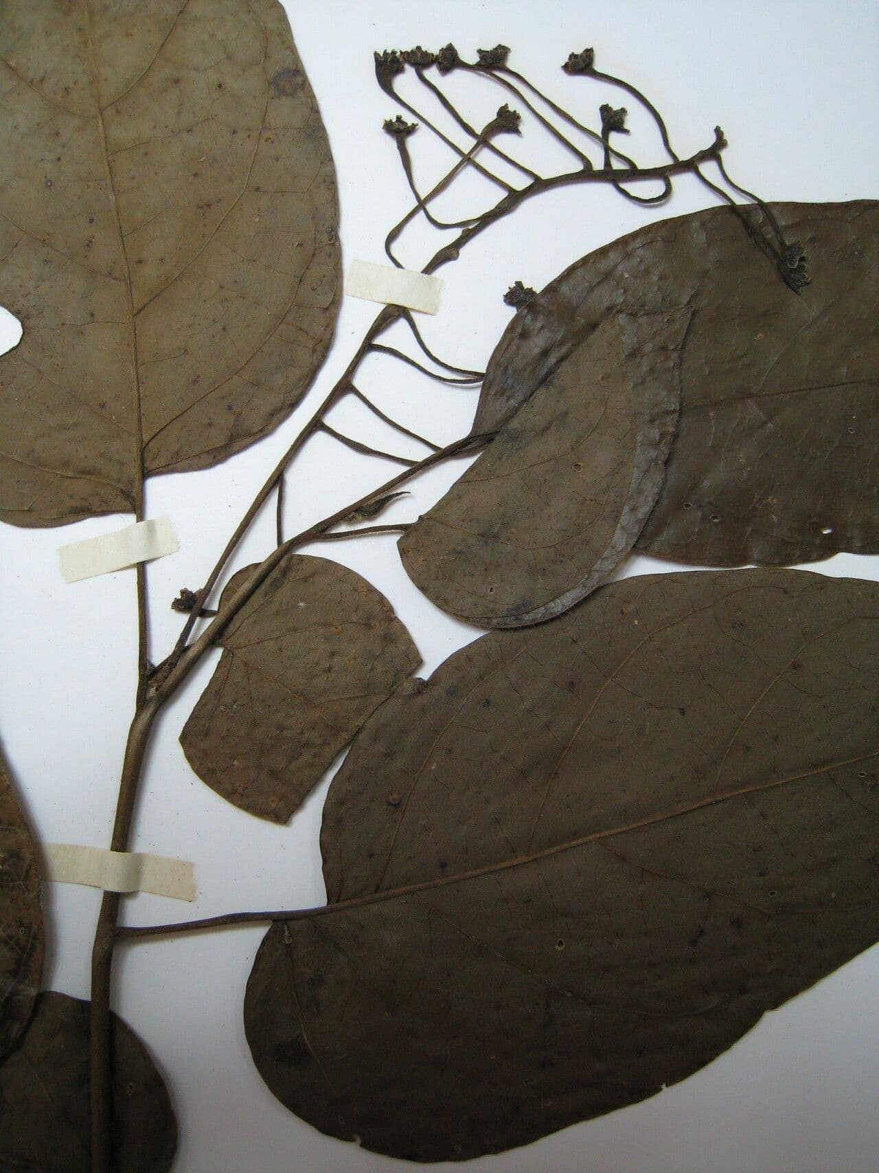 Solano endopogon