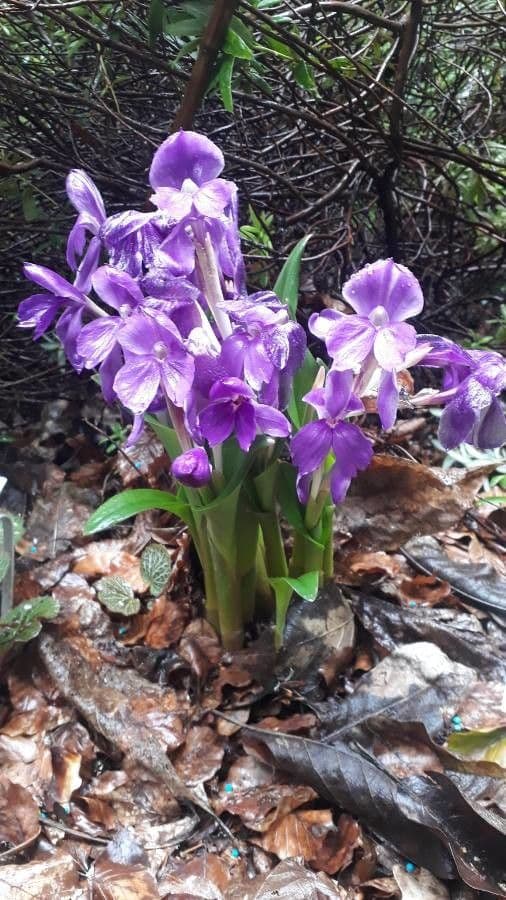Roscoea