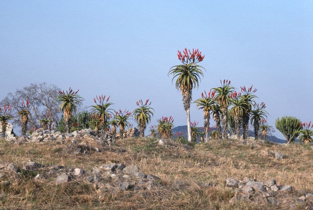 Aloe 6